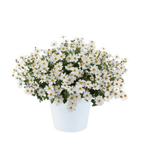 Bidens, White Delight