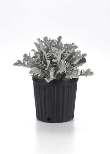 Centaurea, Silver Swirl - NEW VARIETY