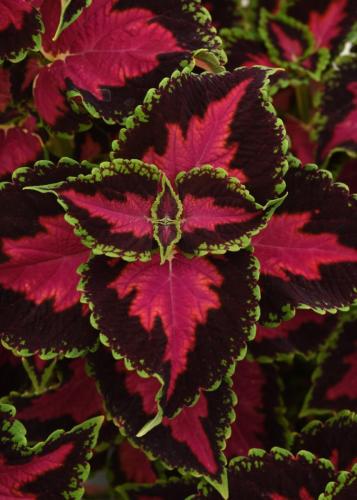 Coleus, Heartbreaker