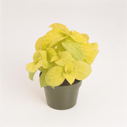 Coleus, Wizard Golden