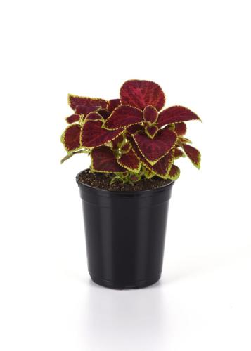 Coleus, Wizard Scarlet