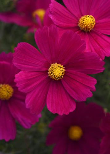 Cosmos, Sonata Carmine