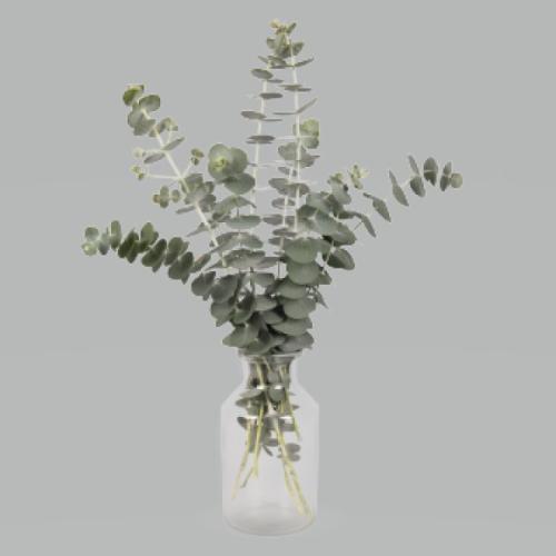 Eucalyptus, Baby Blue