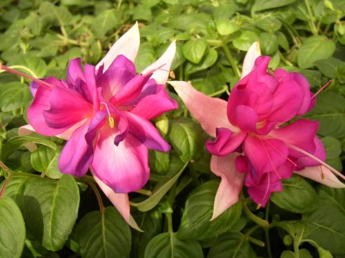 Fuchsia, Giant Bella Rosella