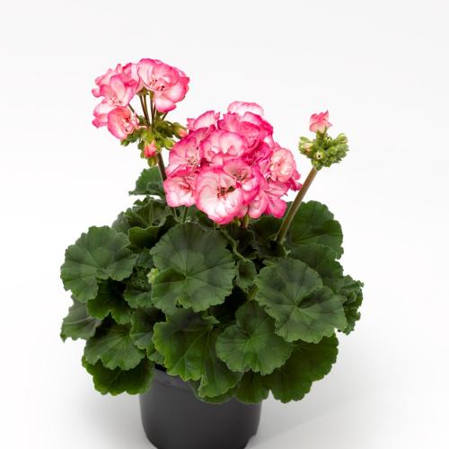 Geranium, Tango Strawberry Ice
