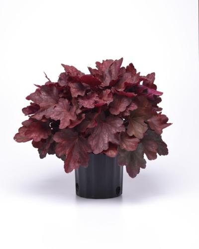Heuchera, Carnival Burgundy Blast