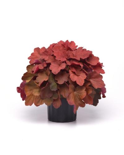 Heuchera, Carnival Cinnamon Stick