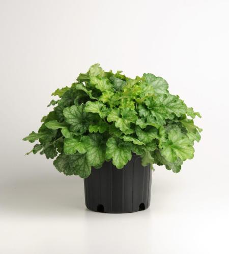 Heuchera, Carnival Limeade