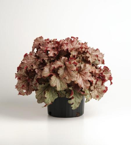 Heuchera, Carnival Peach Parfait