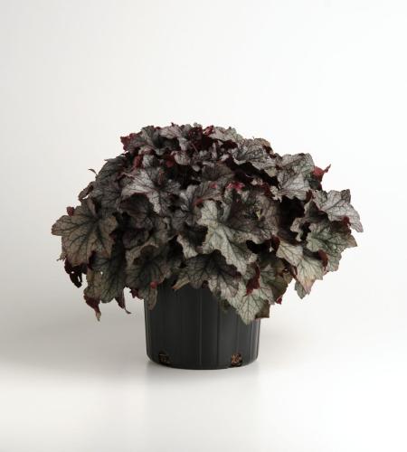 Heuchera, Carnival Plum Crazy