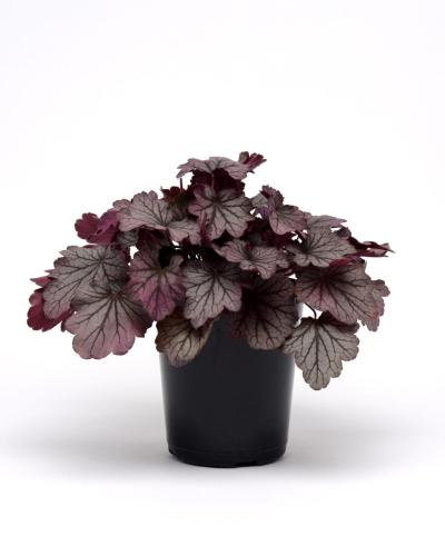 Heuchera, Carnival Rose Granita