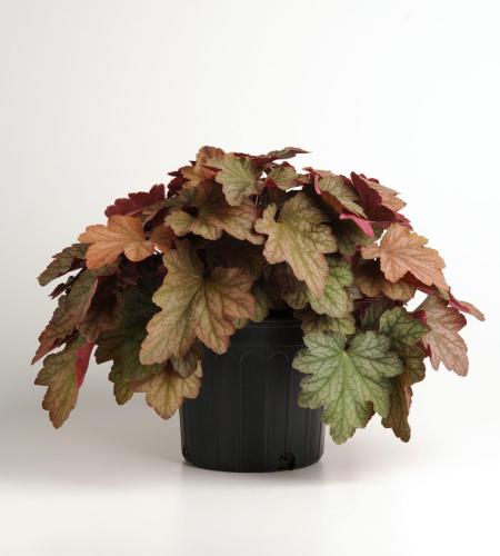 Heuchera, Carnival Watermelon