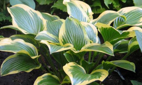 Hosta, Queen Josephine