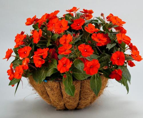 Impatiens, Sunpatiens Compact Electric Orange
