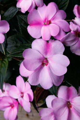 Impatiens, Sunpatiens Compact Lavender Splash