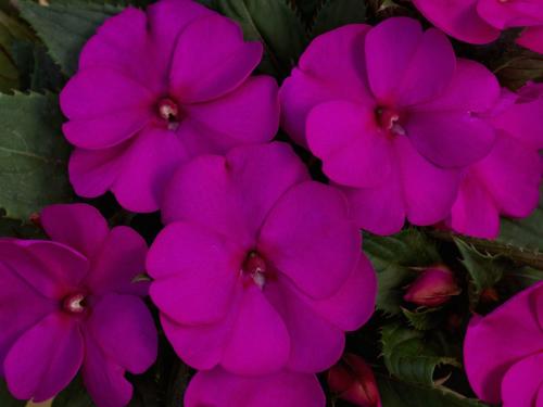 Impatiens, Sunpatiens Compact Purple