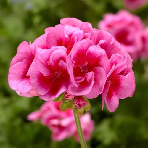 Interspecific Geranium, Calliope Large Rose Mega Splash