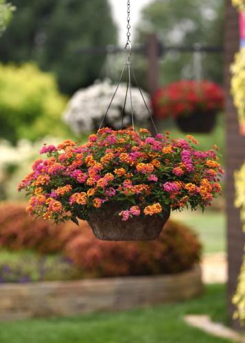 Lantana, Passion Fruit - NEW VARIETY