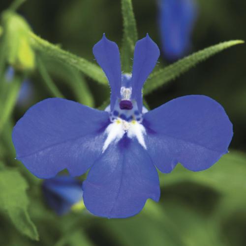 Lobelia, Techno Dark Blue