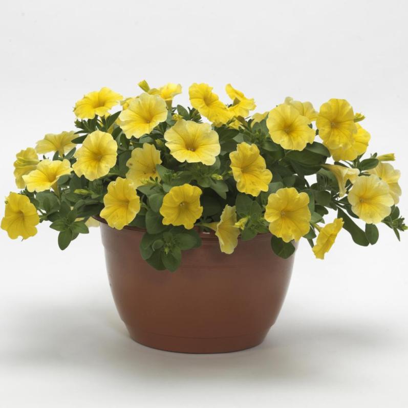 Petchoa, Caliburst Yellow - NEW VARIETY