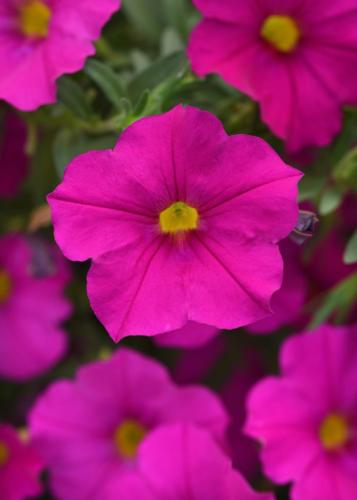 Petchoa, Enviva Pink - NEW VARIETY