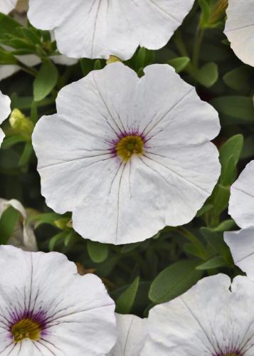 Petchoa, Enviva White - NEW VARIETY