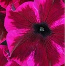 Petunia, Crazytunia Cosmic Purple