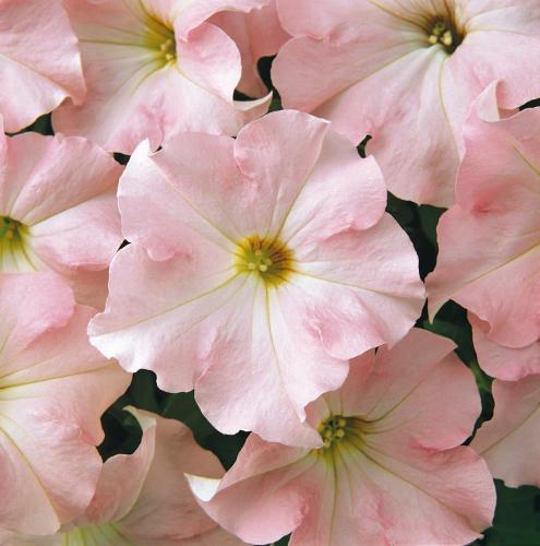 Petunia, Dreams Appleblossom