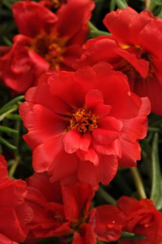 Portulaca, Happy Hour Deep Red