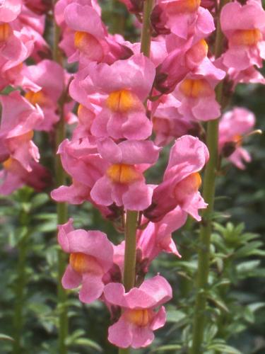 Snapdragon, Rocket Rose Shades