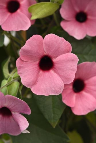 Thunbergia, Sunny Rose Sensation - NEW VARIETY