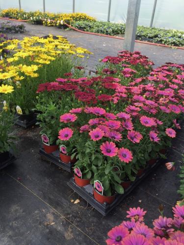 IMG 1463 (768x1024)